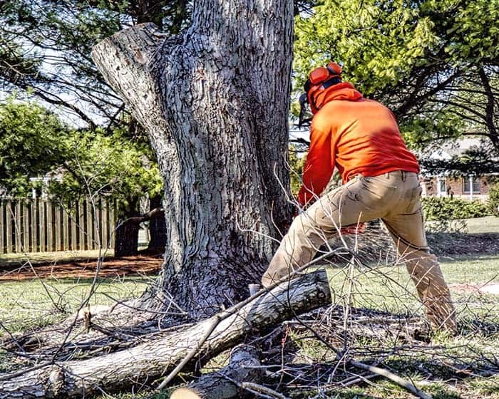 winter tree services